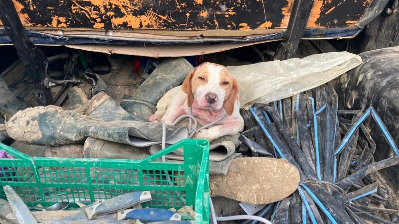 Lancia sacco dal furgone, dentro c'&egrave; un cane