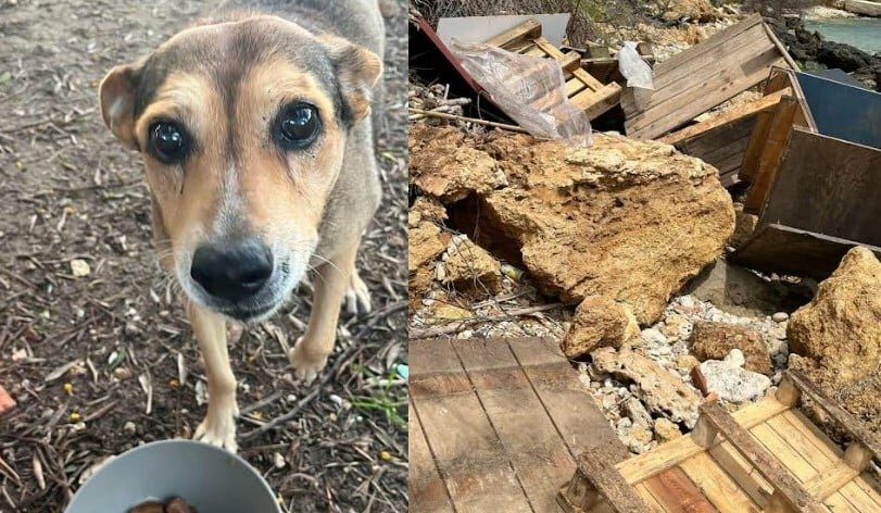 Raid contro cani: 'Timida &egrave; stata uccisa e martoriata'