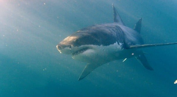 Gli squali lo attaccano, bagnanti lo vedono morire