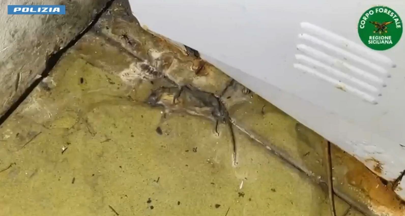 Blatte, topi e cibo scaduto: chiuso ristorante catanese