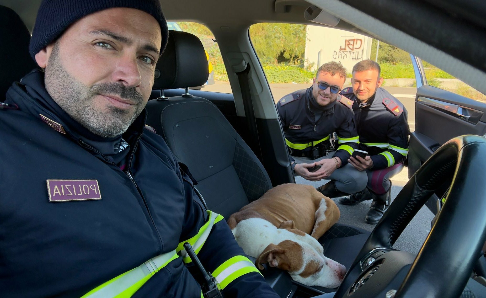 Pitbull si intrufola nella macchina della polizia e non scende pi&ugrave;