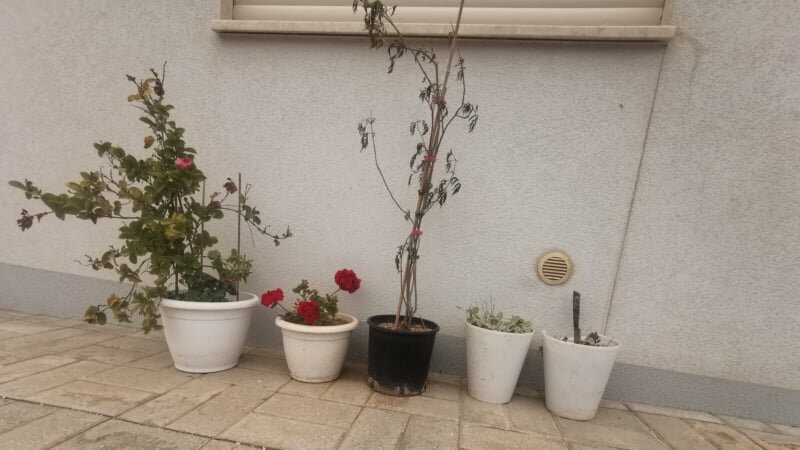 Avola: in casa vasi e fiori rubati da una tomba