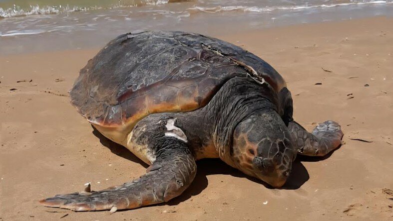 Uccisa dall'elica: la triste fine della tartaruga