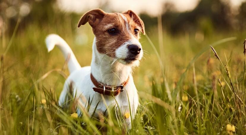 A terra da ore per un malore, cagnolino d&agrave; l'allarme