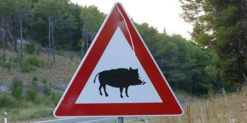 La caccia &egrave; al cinghiale, ma sparano al pastore