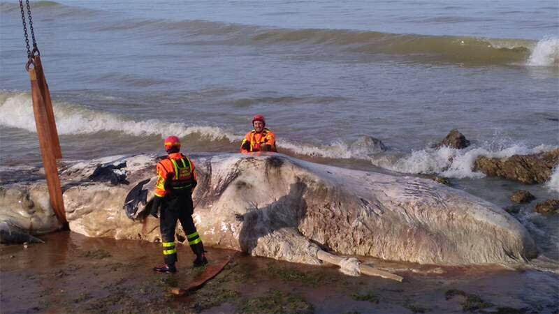 Per il capodoglio ci vuole la gru