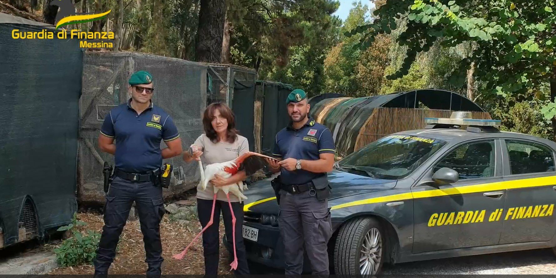 Fenicottero rosa salvato dai finanzieri, era ferito