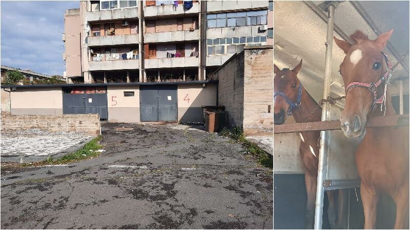 Sequestrate quattro stalle abusive a Librino