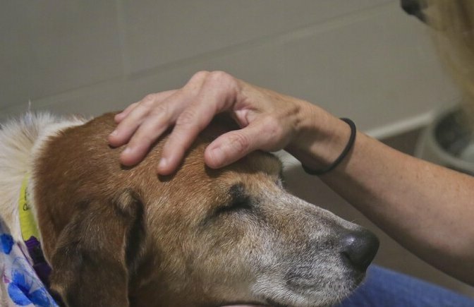 Falsa veterinaria certificava inesistenti pedigree