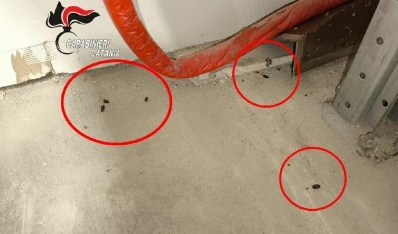 Escrementi di topi nel laboratorio catanese