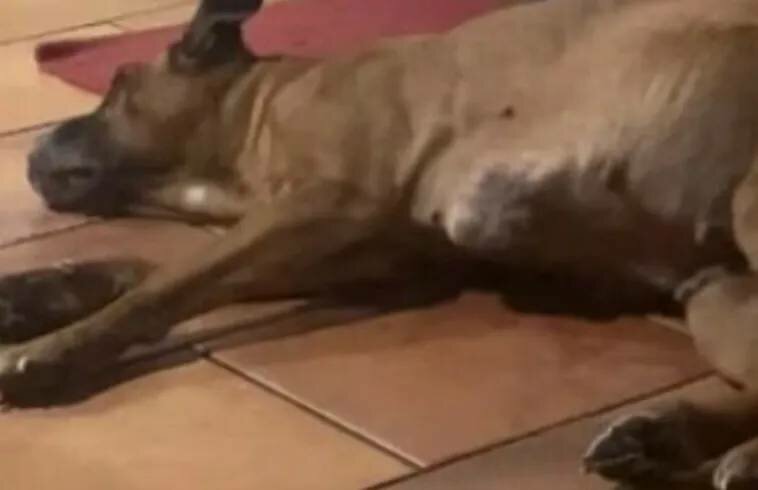 I veterinari e la morte di Kira: 'Ecco com'&egrave; andata'