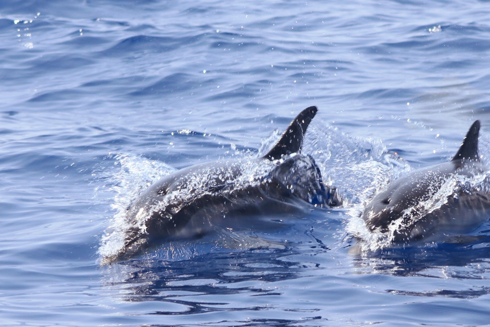 Eolie, a nuoto sulla rotta dei delfini