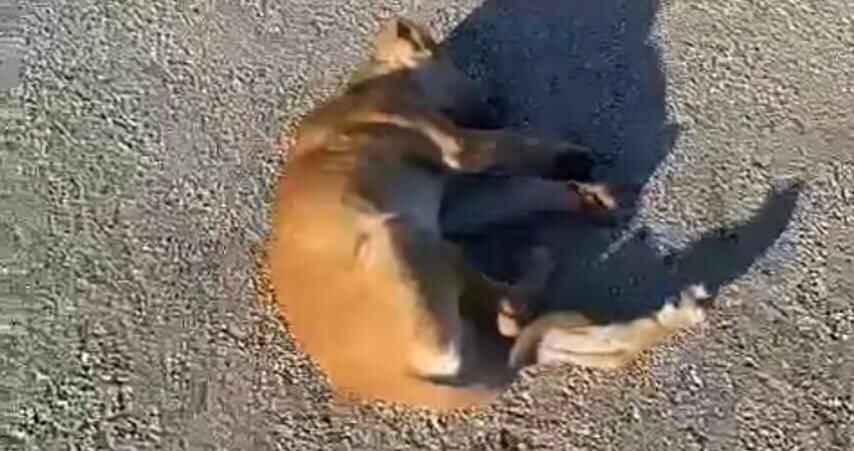 Al cucciolo il veleno per le lumache