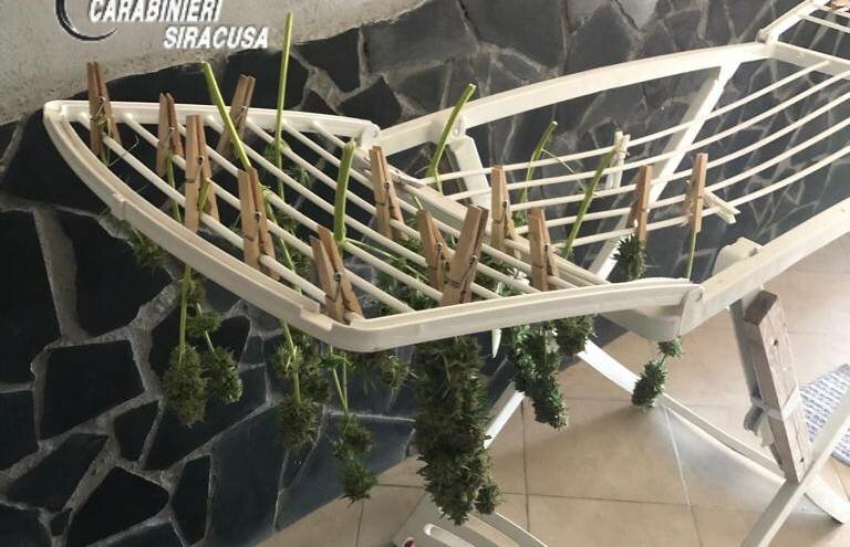 La marijuana stesa come biancheria