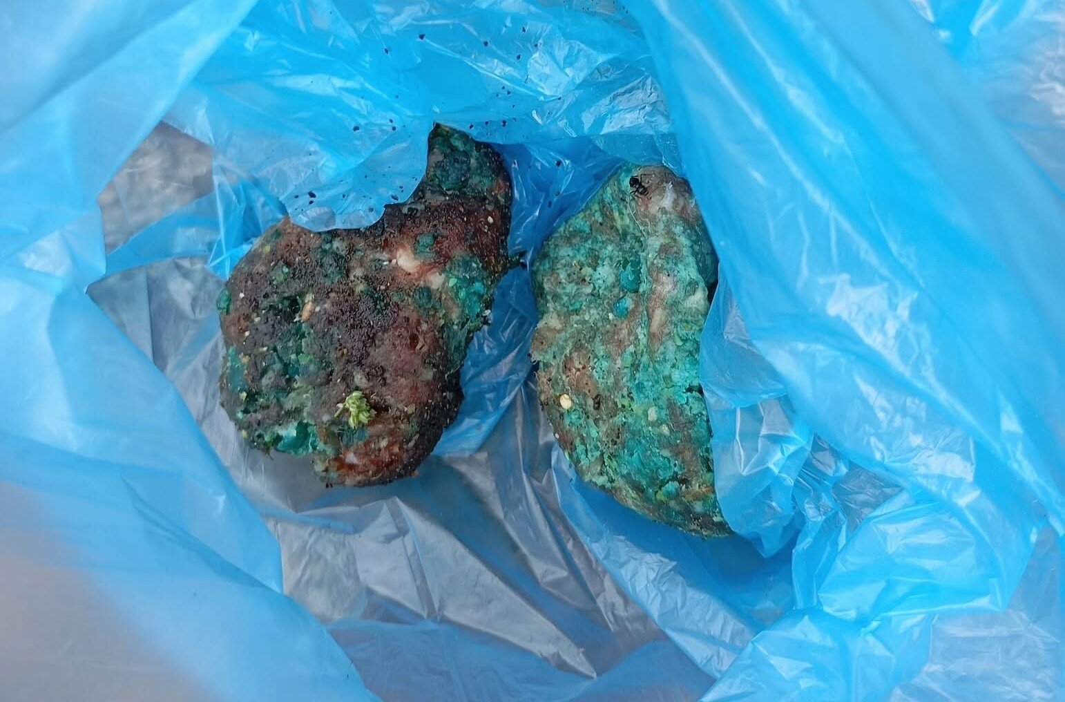 Polpette avvelenate per strada, allarme a Catania Polpette avvelenate per strada, allarme a Catania