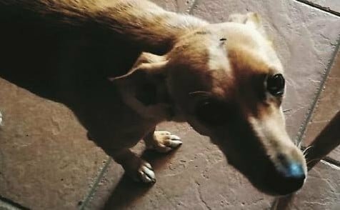 A Catania ordinanza del sindaco sugli animali: 'Non teneteli sul balcone'