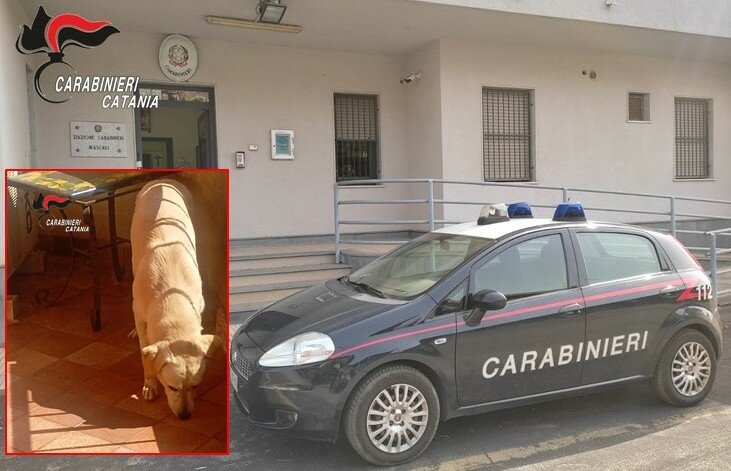 Lascia il cane al sole sul balcone: denunciato