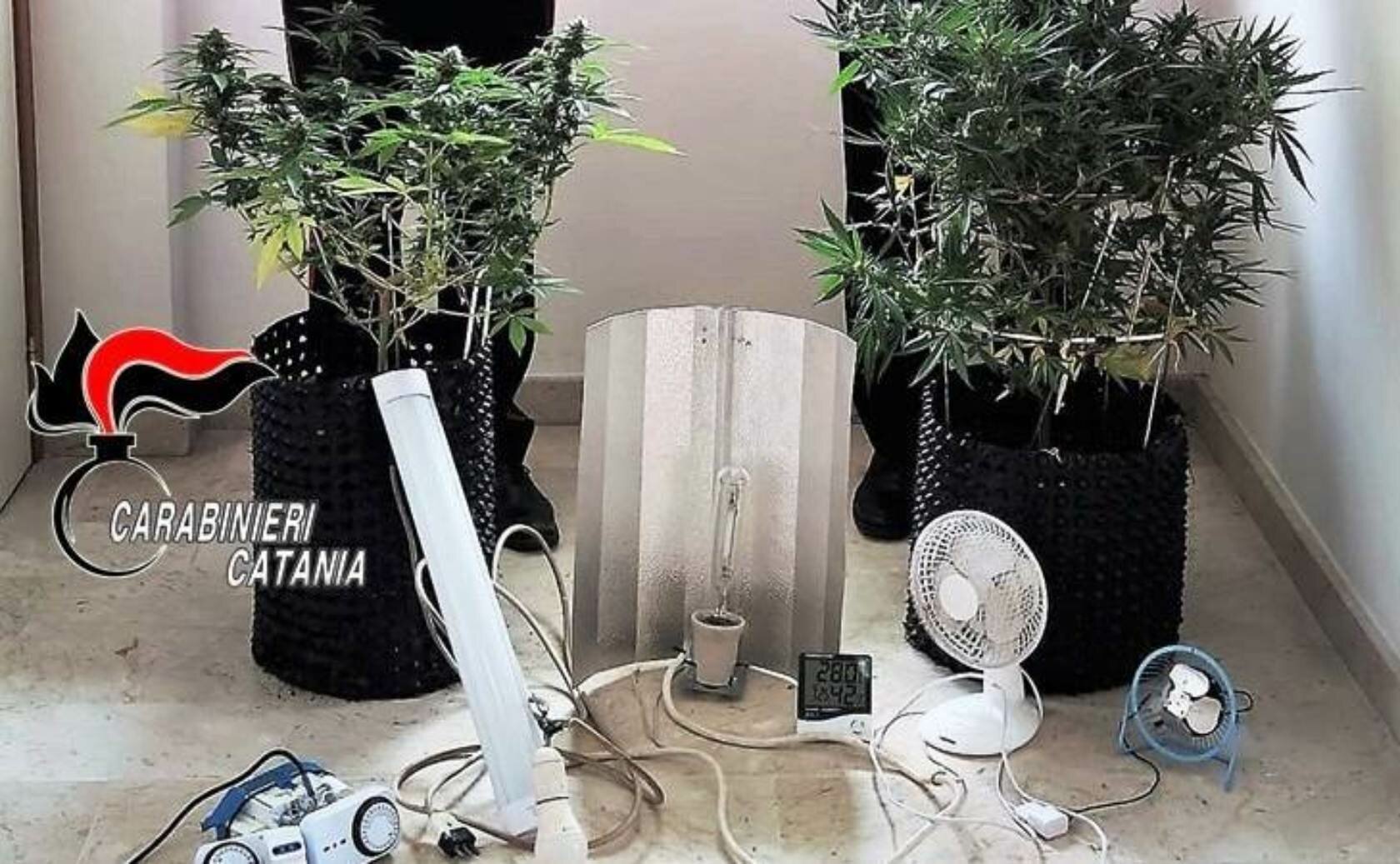 Marijuana fai da te: preso insospettabile spacciatore