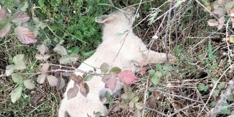 Lancia il cane dal balcone e lo uccide