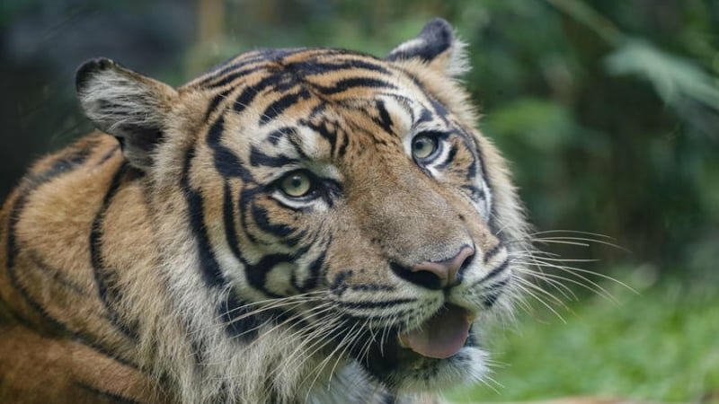 Pozzallo, tigre scappa dal circo e uccide pony