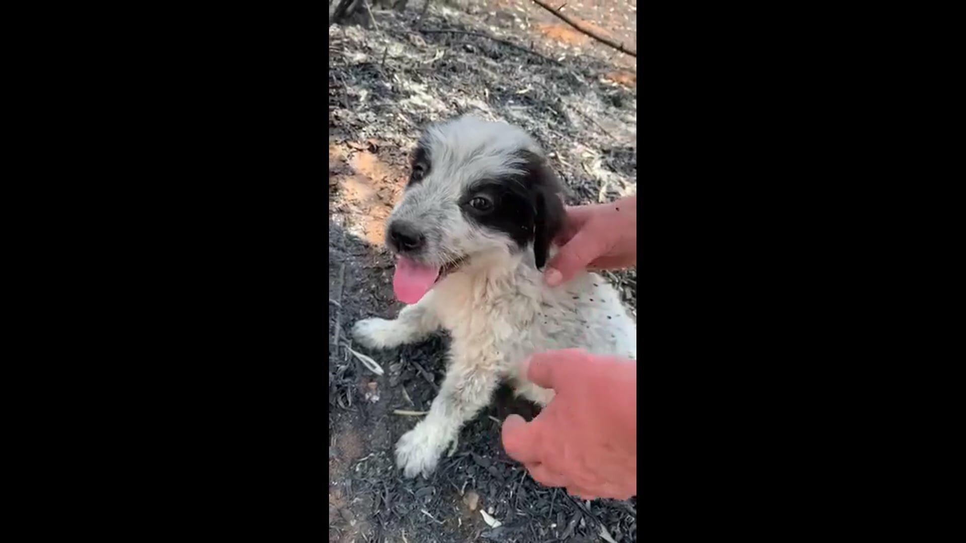 Cuccioli salvati dalle fiamme