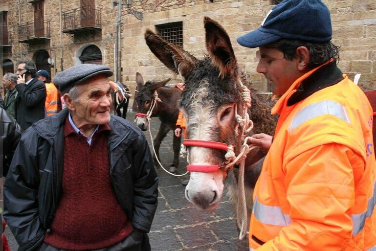 Asini netturbini, insorgono gli animalisti