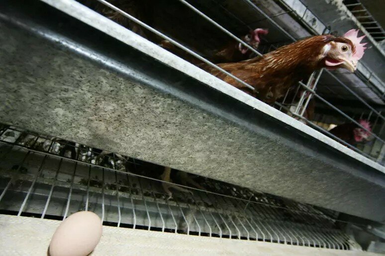 Rischio salmonella: ritirati 19 milioni di uova dai supermercati