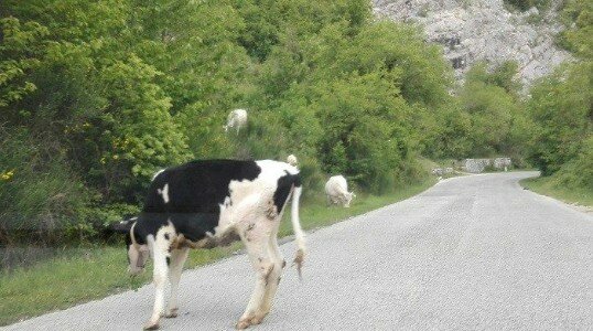 Investe una mucca: grave 33enne
