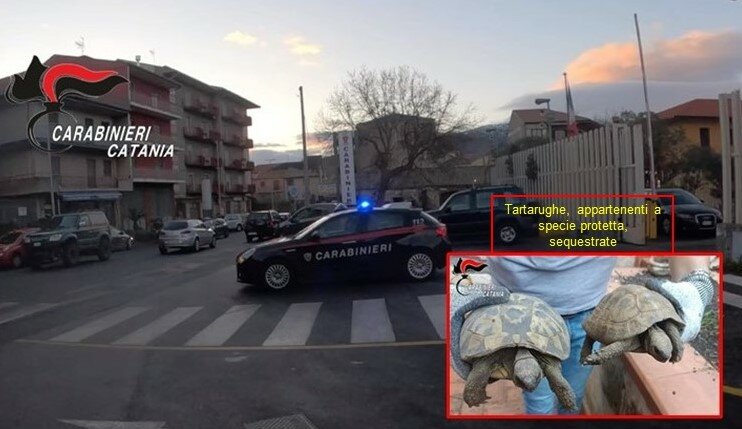 Monete, fughe e tartarughe: arrestato