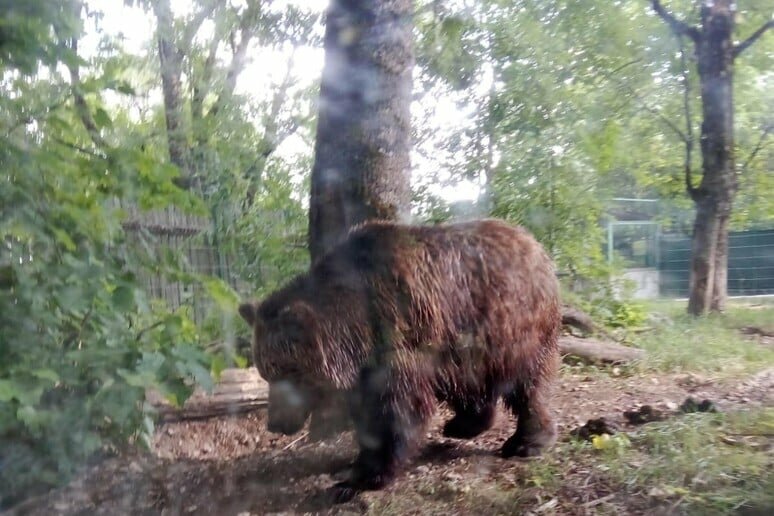 Trovata la carcassa dell'orsa in Trentino