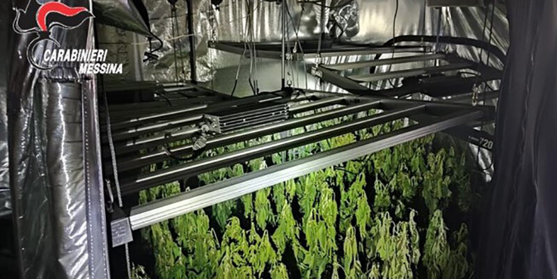 Brucia serra di cannabis