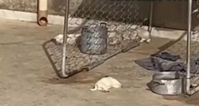 Lasciati in terrazza con 40°: morti 4 cuccioli di cane Lasciati in terrazza con 40°: morti 4 cuccioli di cane