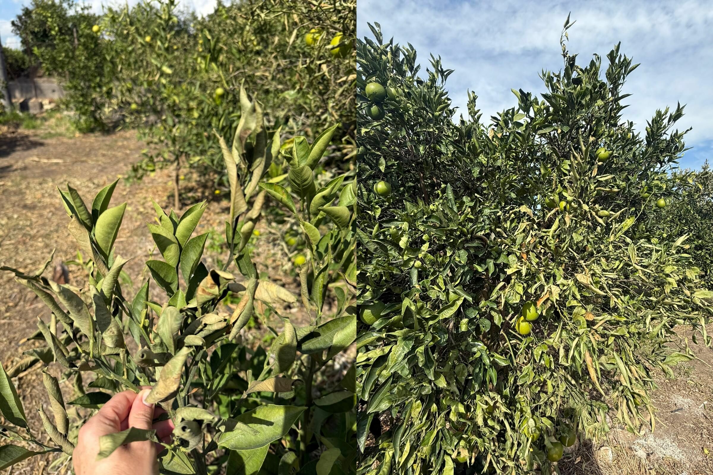 Forte vento nel Catanese: distrutti i raccolti