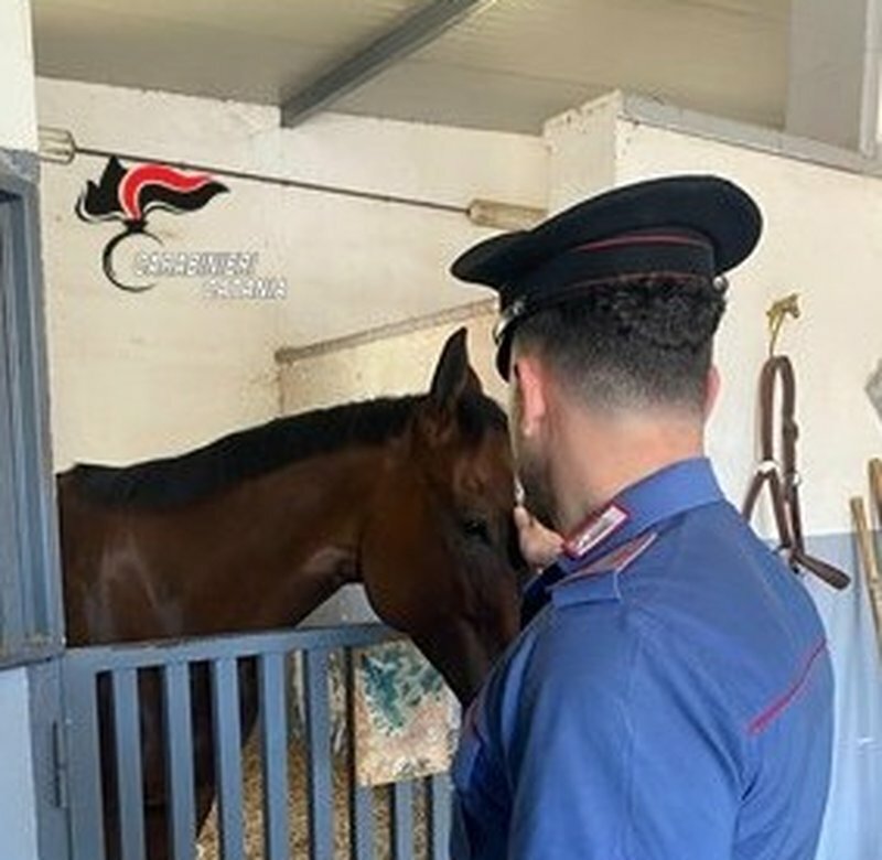 Catania, irregolarit&agrave; in un allevamento di cavalli
