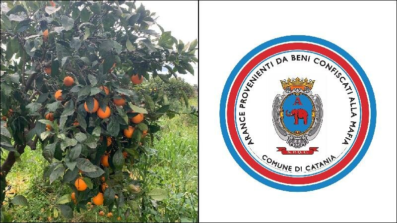 Raccolta solidale di arance in terreno confiscato alla mafia