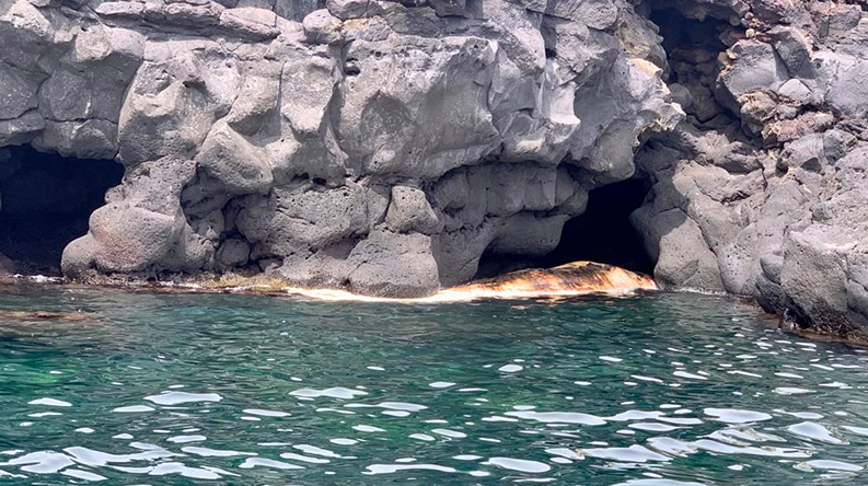 Capodoglio incagliato