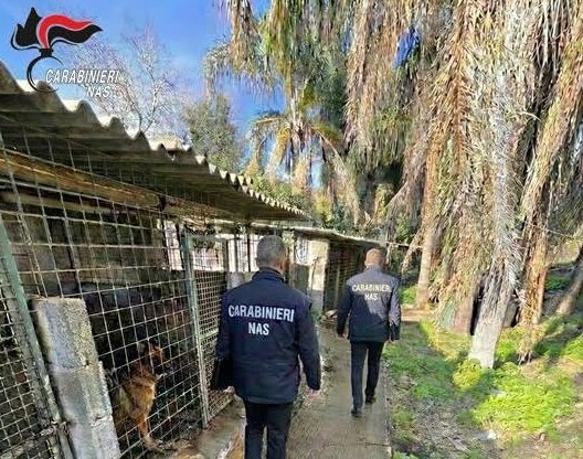 Pastori tedeschi maltrattati: sequestrato canile etneo