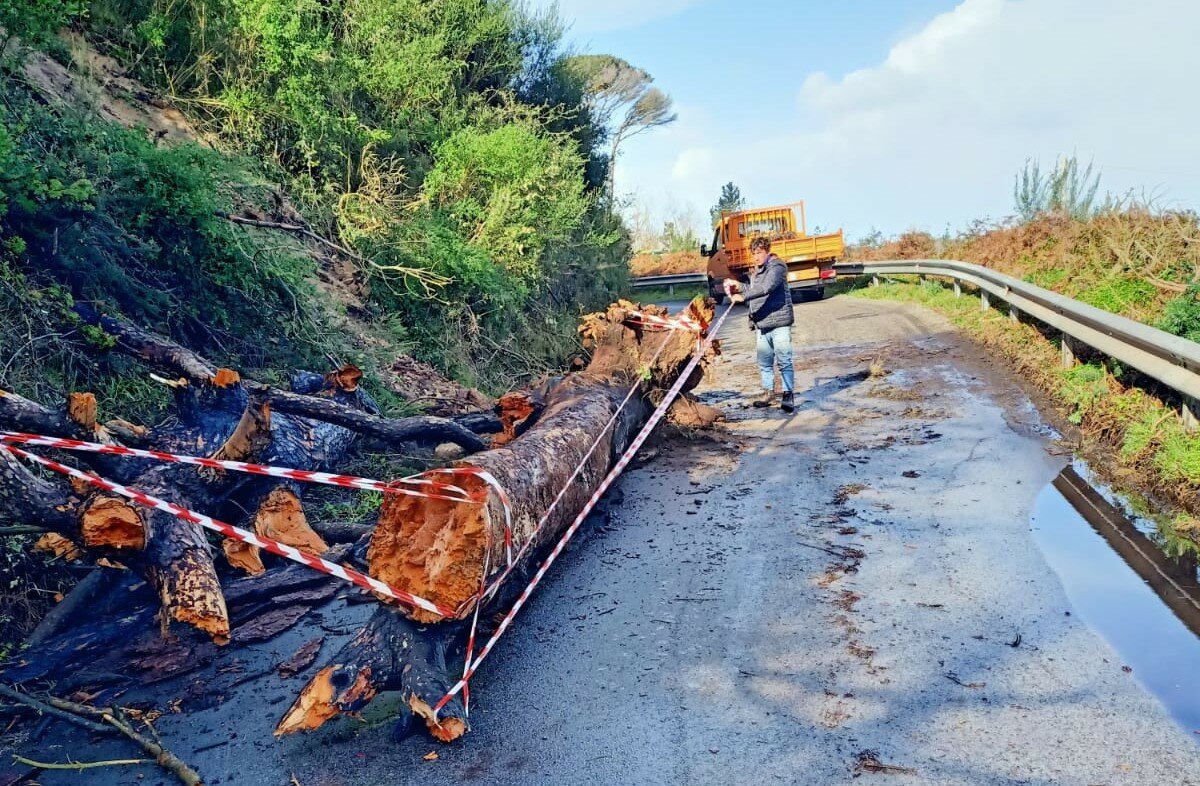 Maltempo in Sicilia: forti raffiche di vento, crollano alberi e cornicioni