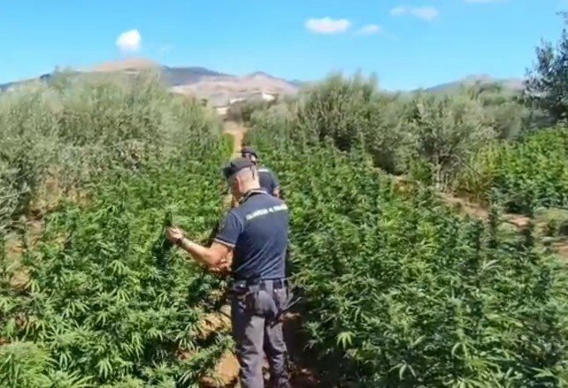 Nelle piantagioni fuorilegge la marijuana da 2 milioni Nelle piantagioni fuorilegge la marijuana da 2 milioni