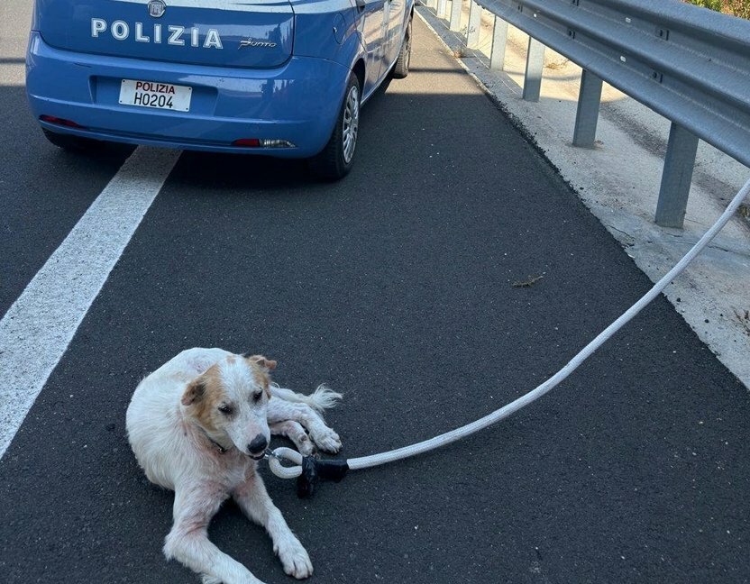 Cane vaga in autostrada: salvato dai poliziotti