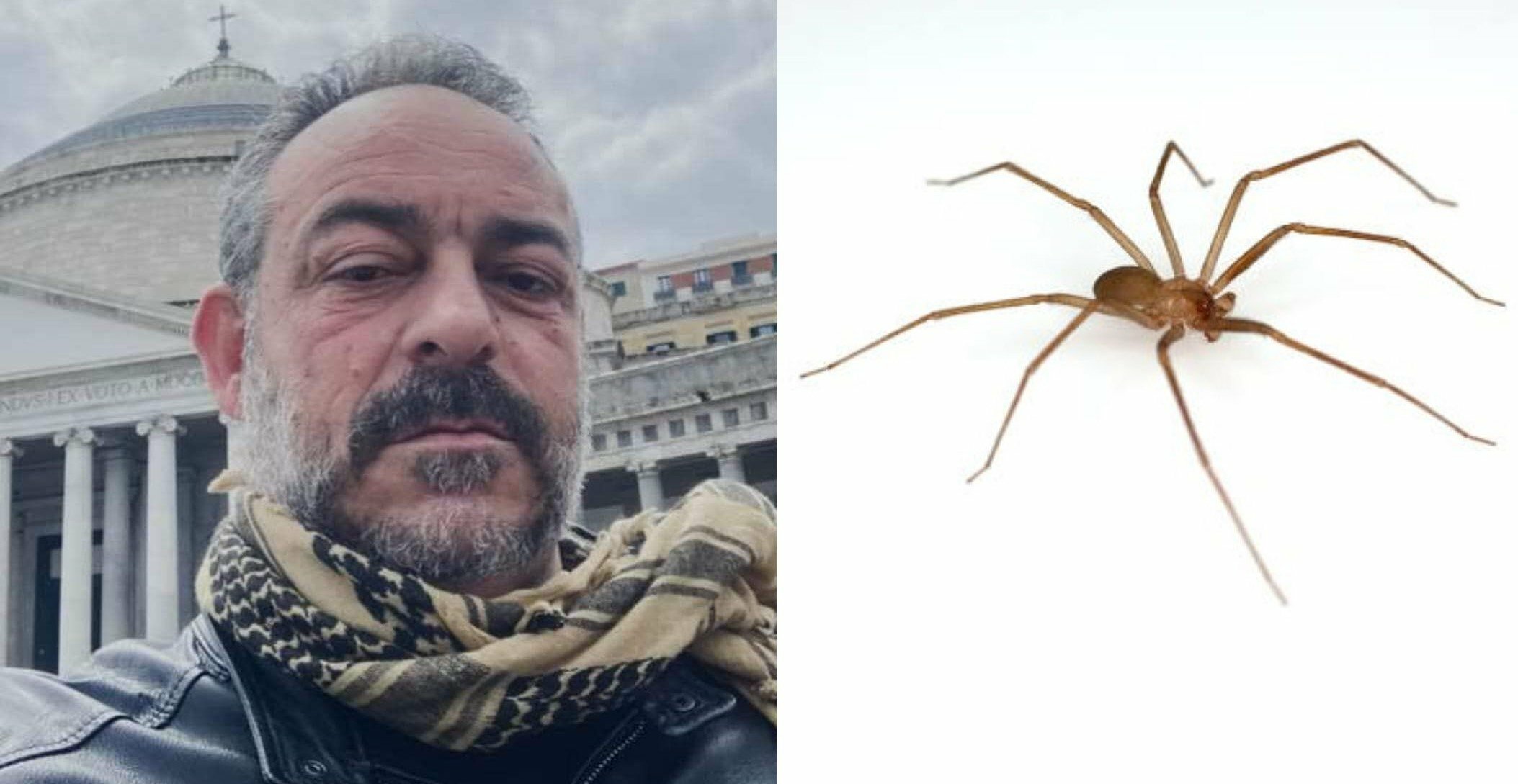 Muore carabiniere morso da un ragno violino