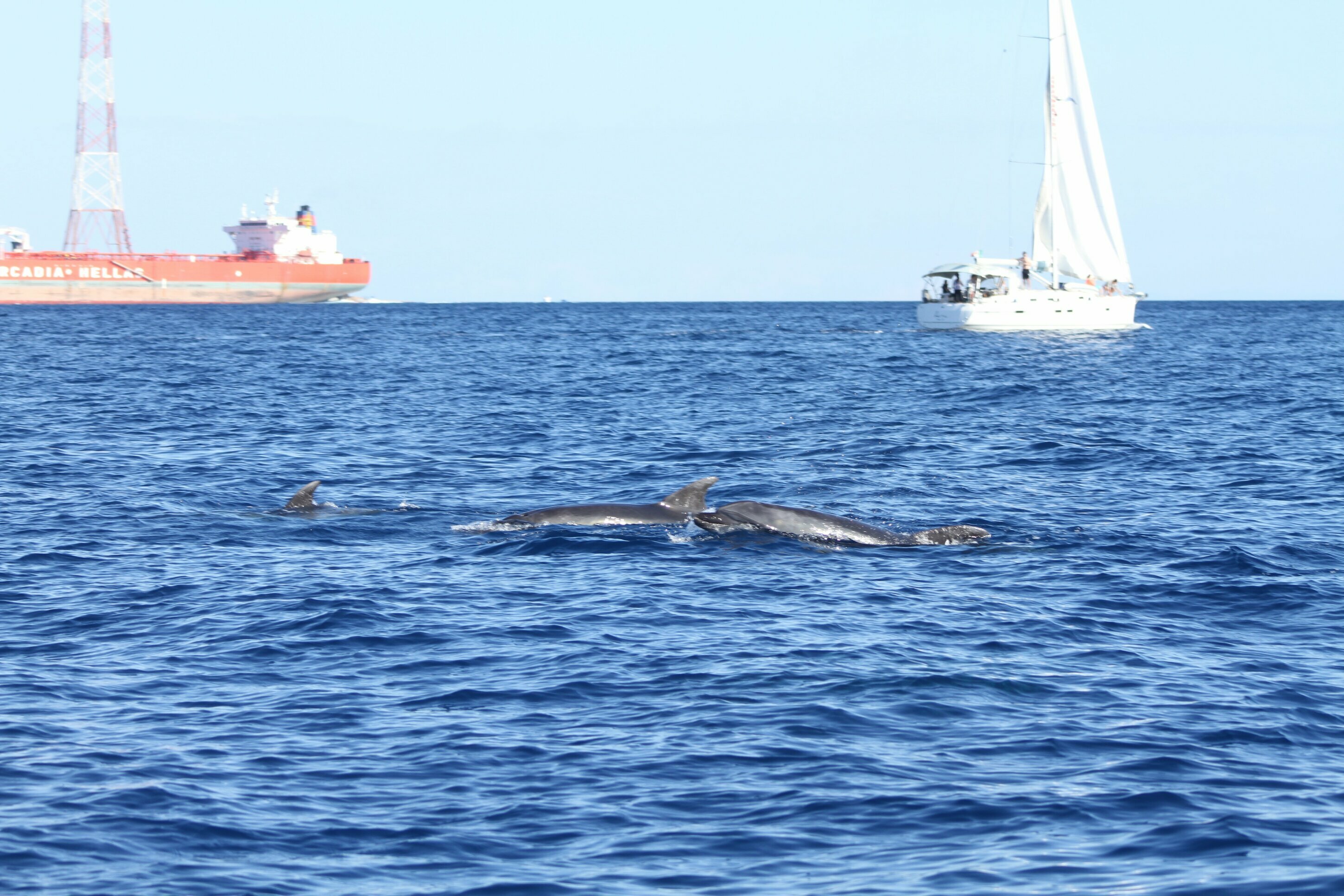 Il ponte fa male ai cetacei: no pure degli studenti
