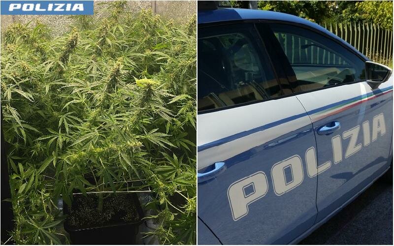 Le piante nel terrazzo erano di cannabis Le piante nel terrazzo erano di cannabis