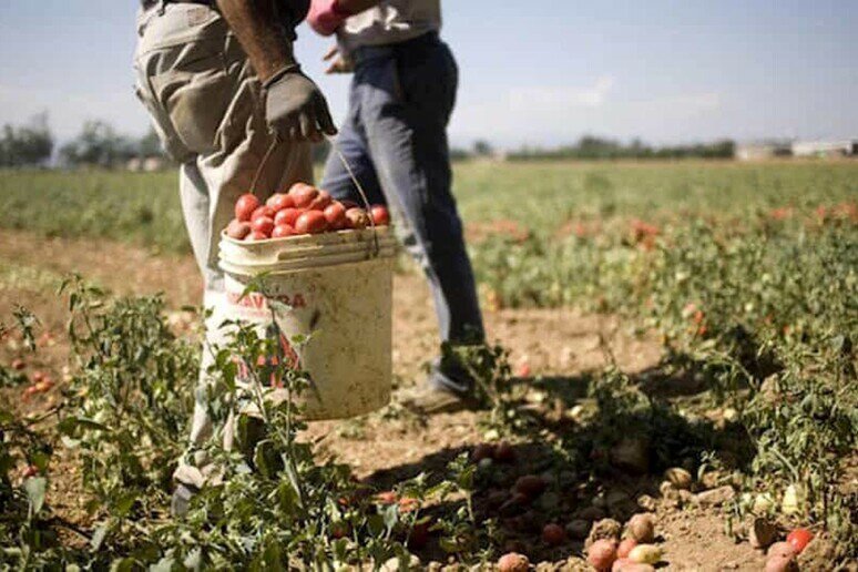 Nelle aziende agricole anche minorenni irregolari Nelle aziende agricole anche minorenni irregolari