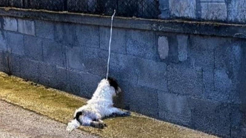 Orrore a Rosolini: in strada cane impiccato