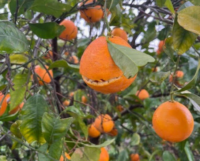 Devastati pure gli agrumeti della Piana di Catania