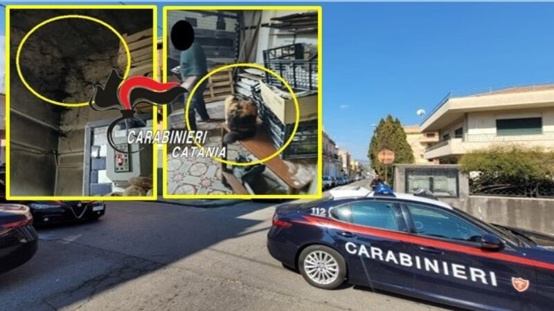 Incrostazioni, ragnatele e pure un gatto tra i panetti