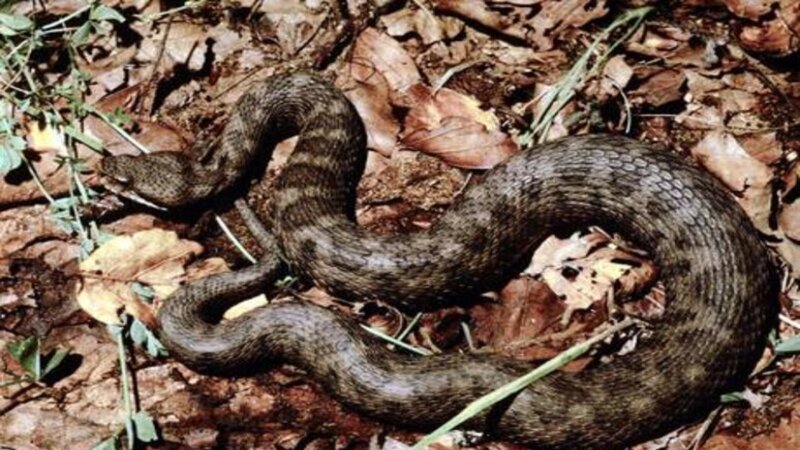 Morso da vipera nel Palermitano: lo salvano