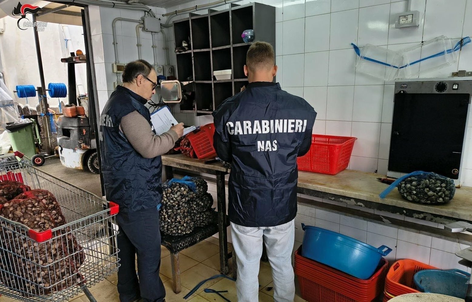 Vongole e ostriche avariate: maxi sequestro a Palermo