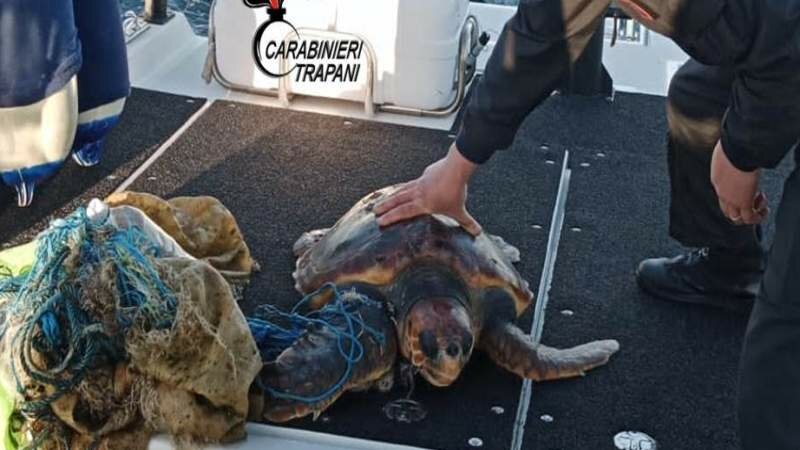 Soccorsa caretta caretta aggrovigliata nella rete